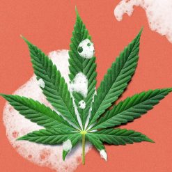 WEED
