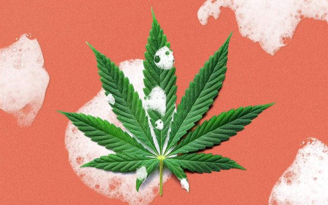 WEED